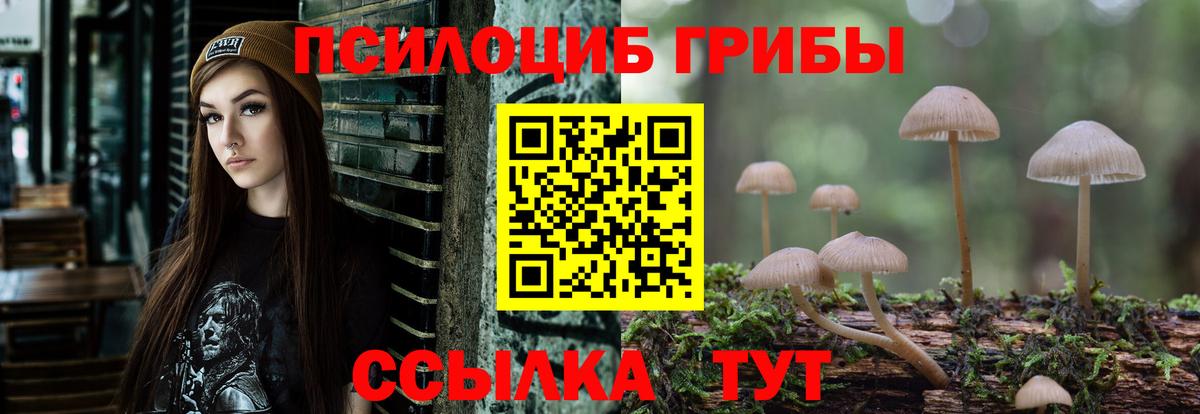 Псилоцибиновые грибы Psilocybe  купить закладку  Вход с VPN  Будённовск  Псилоцибиновые грибы мухоморы 